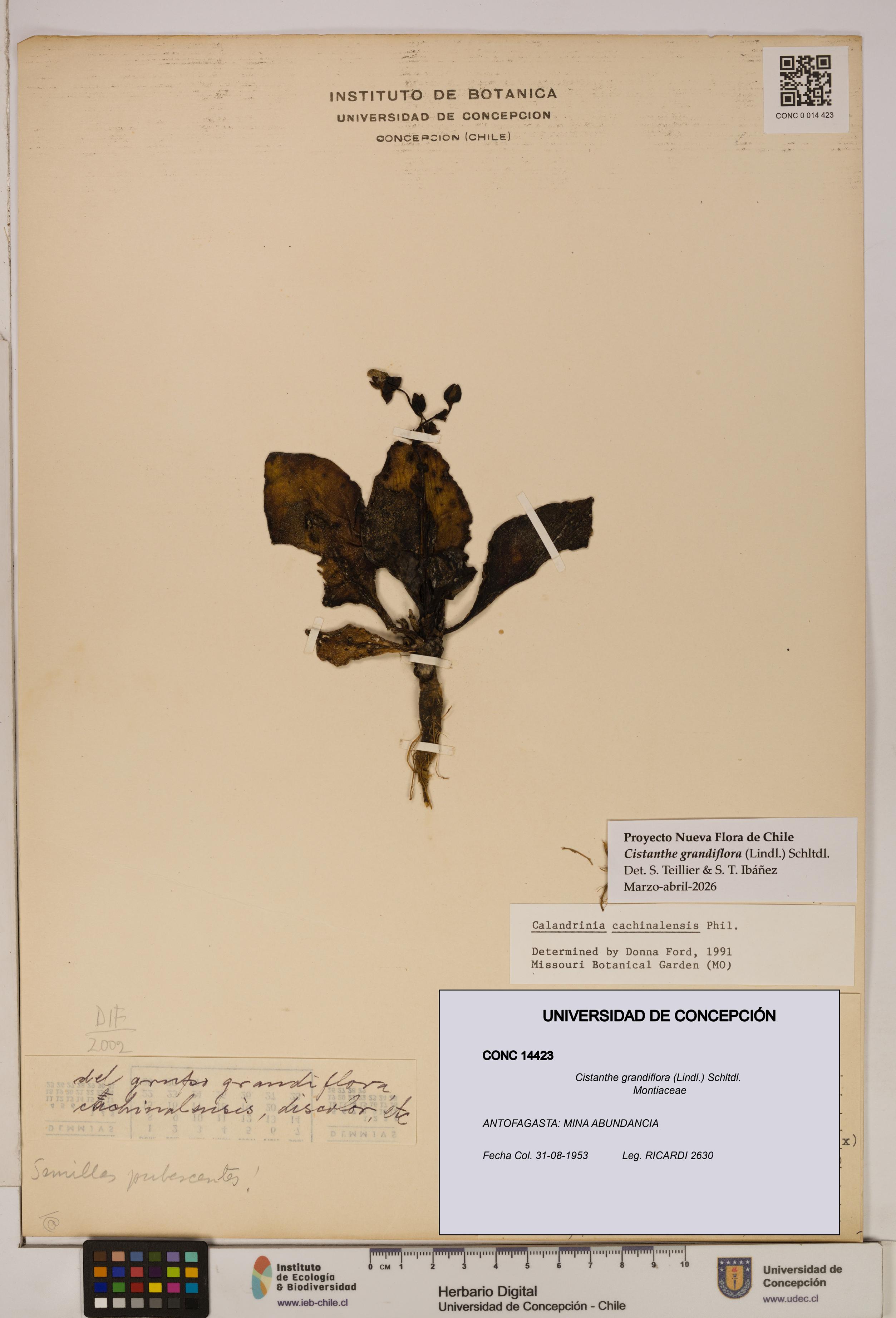 Cistanthe grandiflora [Espécimen: UDEC:CONC:0014423]