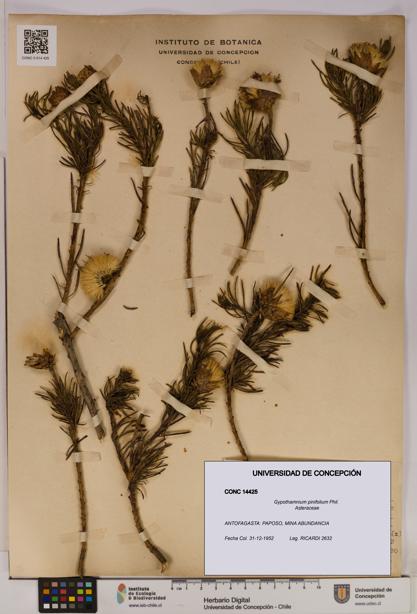 Gypothamnium pinifolium [Espécimen: UDEC:CONC:0014425]