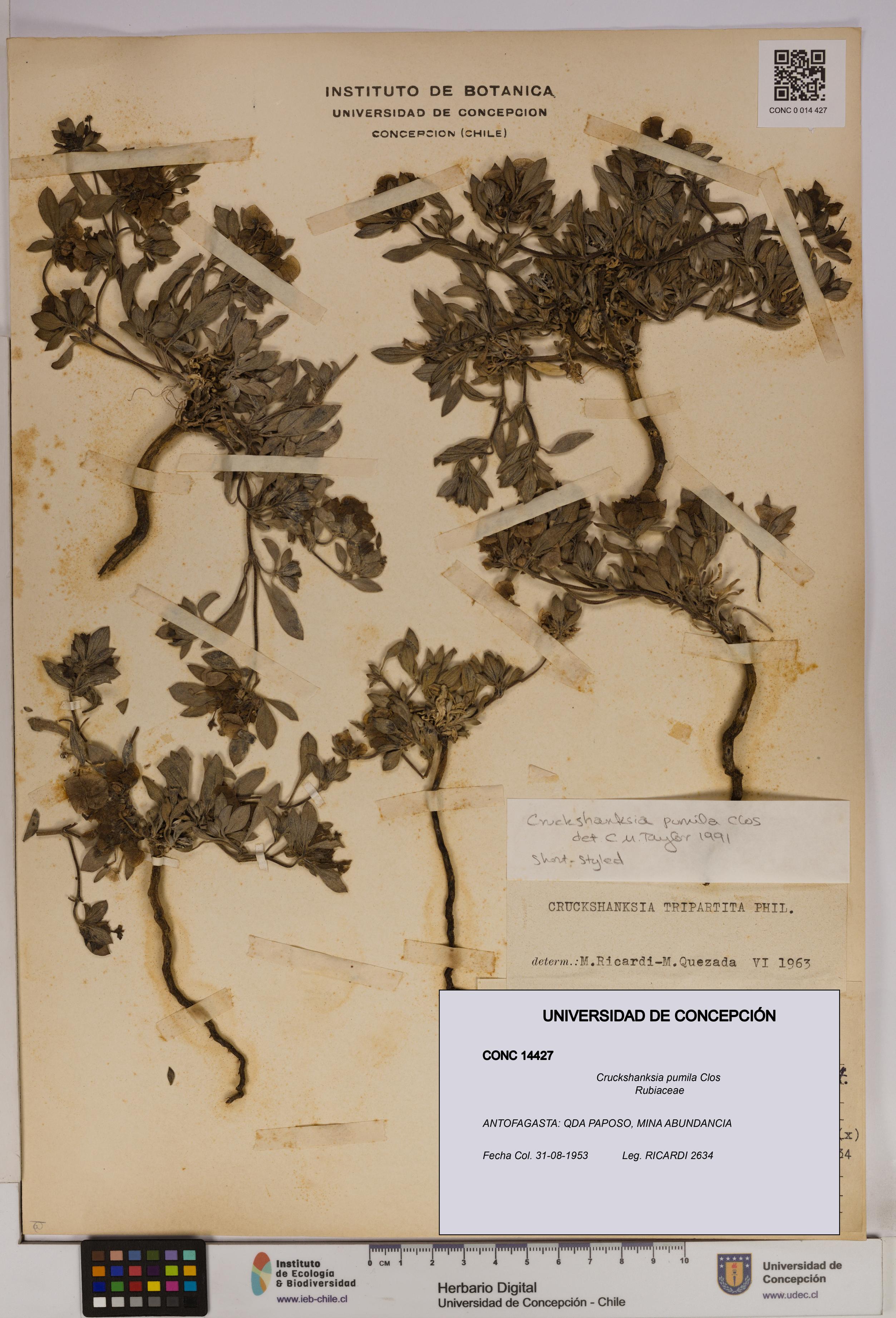 Cruckshanksia pumila [Espécimen: UDEC:CONC:0014427]