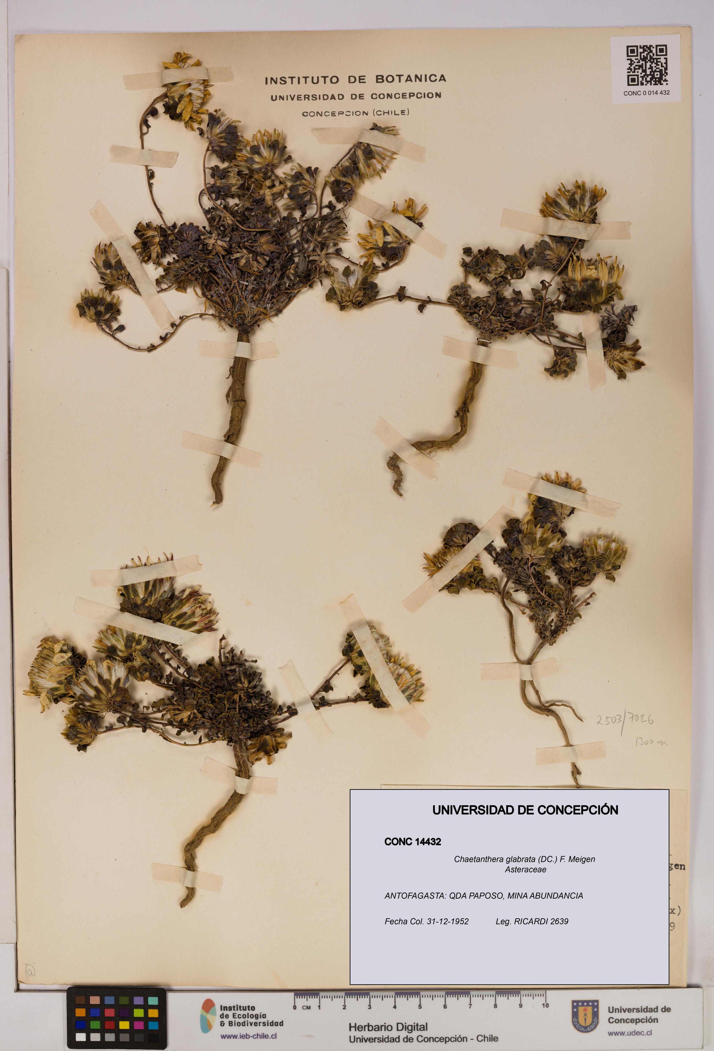 Chaetanthera glabrata [Espécimen: UDEC:CONC:0014432]