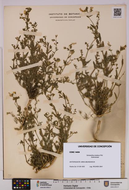 Schizanthus lacteus [Espécimen: UDEC:CONC:0014434]