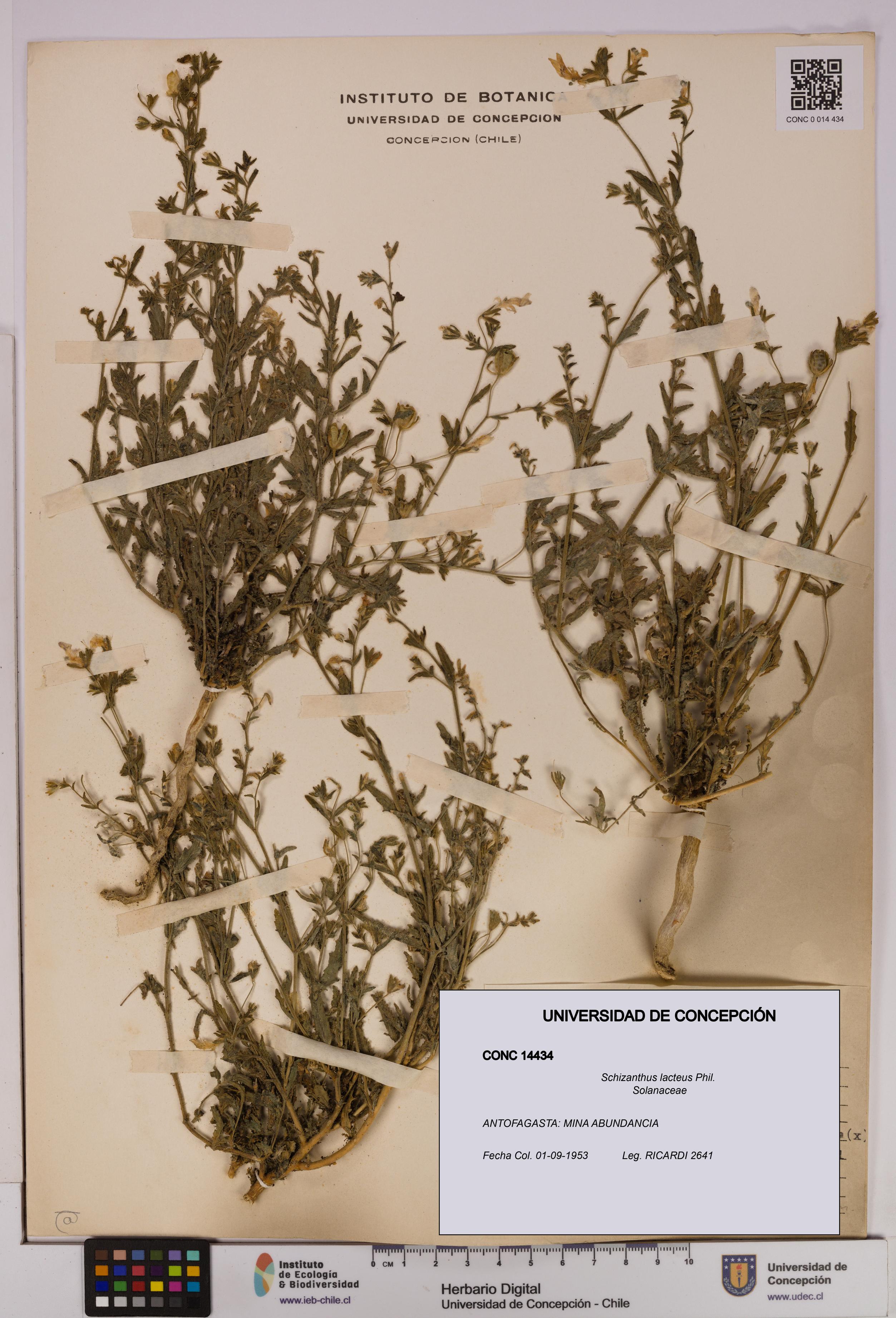 Schizanthus lacteus [Espécimen: UDEC:CONC:0014434]