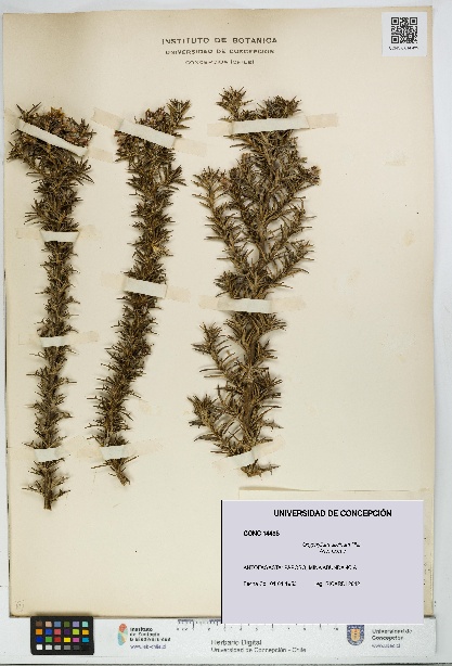 Oxyphyllum ulicinum [Espécimen: ]