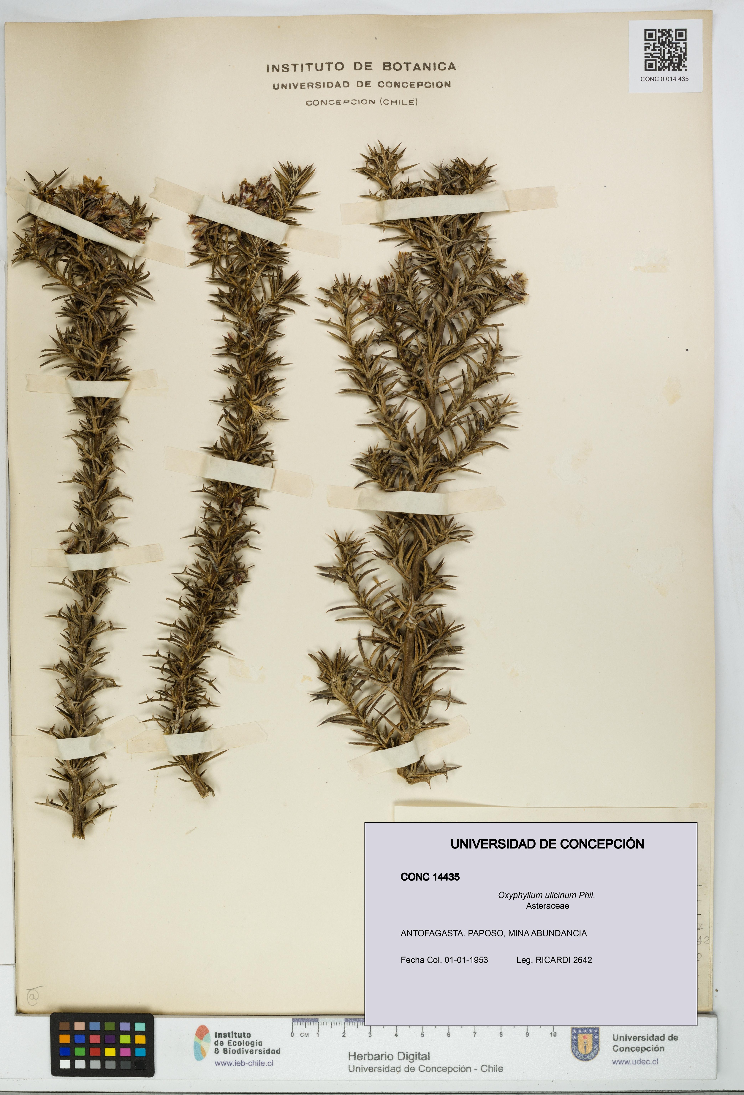 Oxyphyllum ulicinum [Espécimen: ]