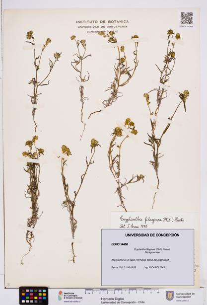Cryptantha filaginea [Espécimen: ]