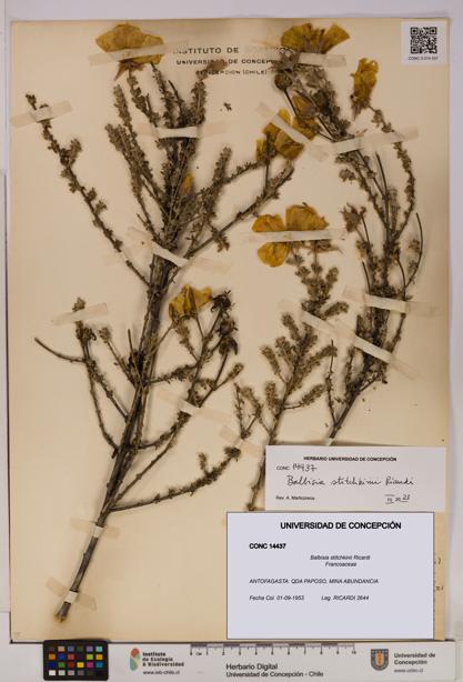 Balbisia stitchkinii [Espécimen: UDEC:CONC:0014437]
