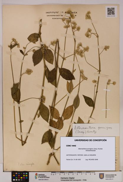 Alternanthera porrigens [Espécimen: UDEC:CONC:0014442]