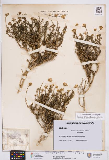 Senecio pseudalmeidae [Espécimen: ]