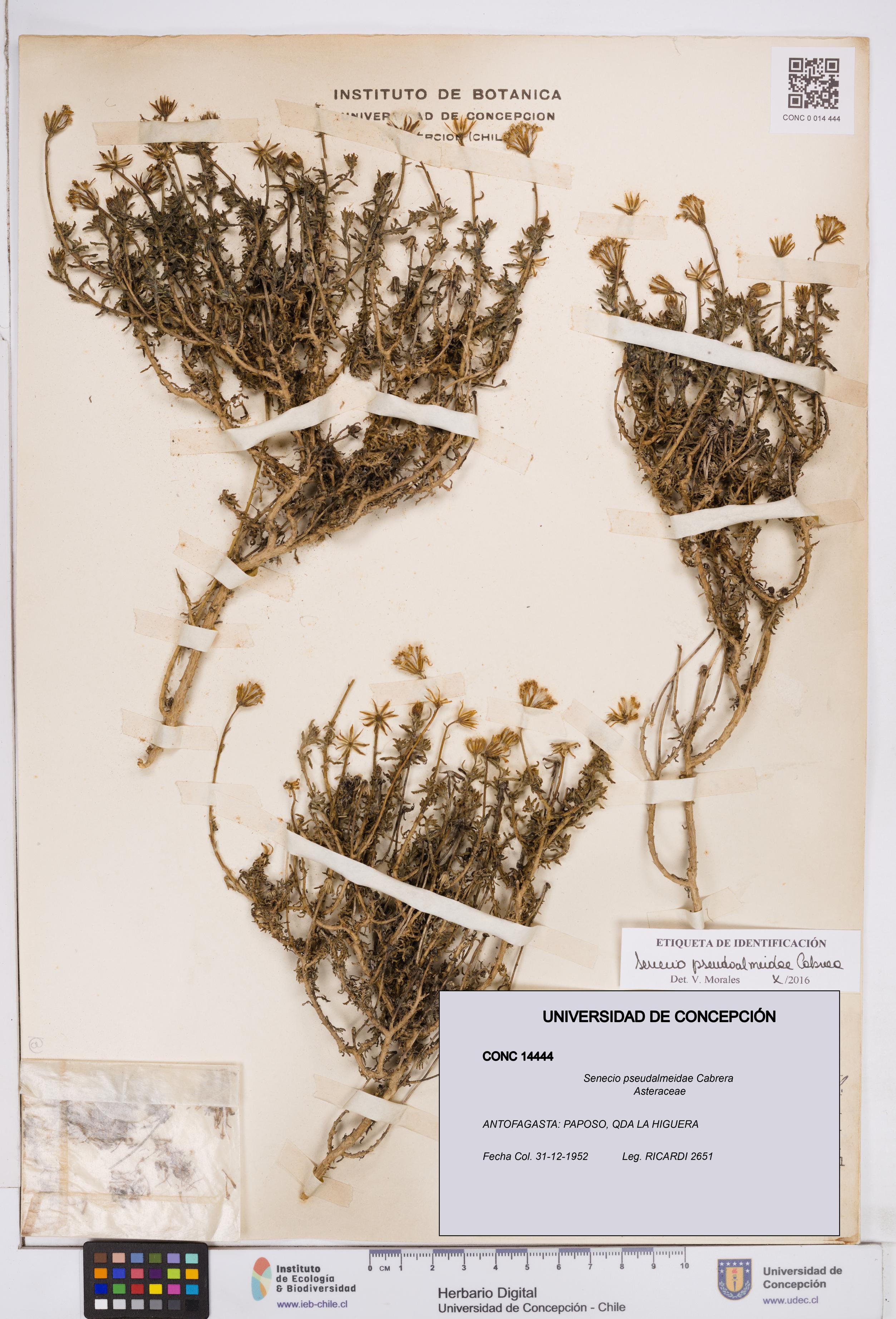 Senecio pseudalmeidae [Espécimen: ]