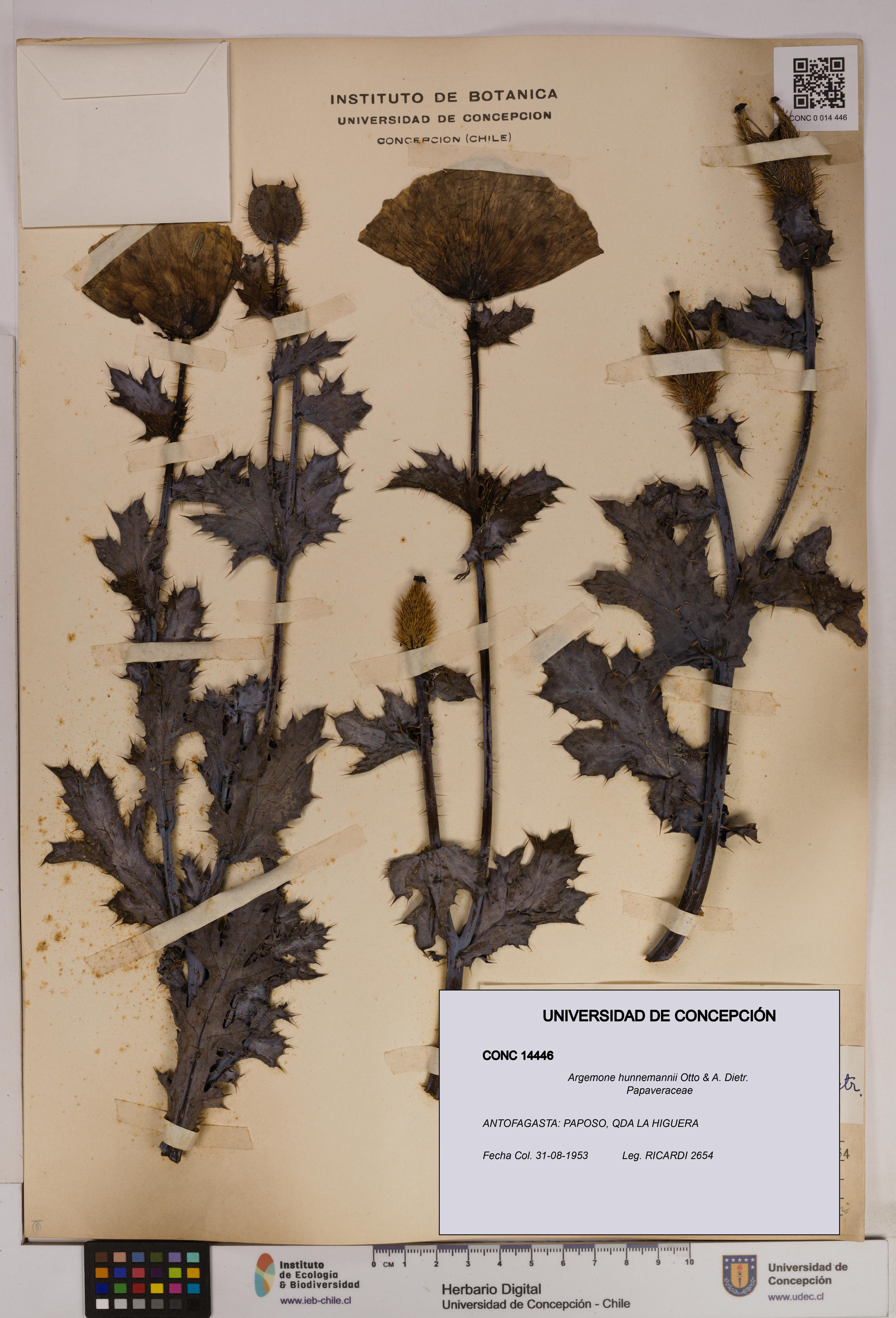 Argemone hunnemannii [Espécimen: UDEC:CONC:0014446]