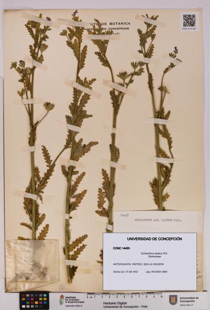 Schizanthus lacteus [Espécimen: UDEC:CONC:0014453]