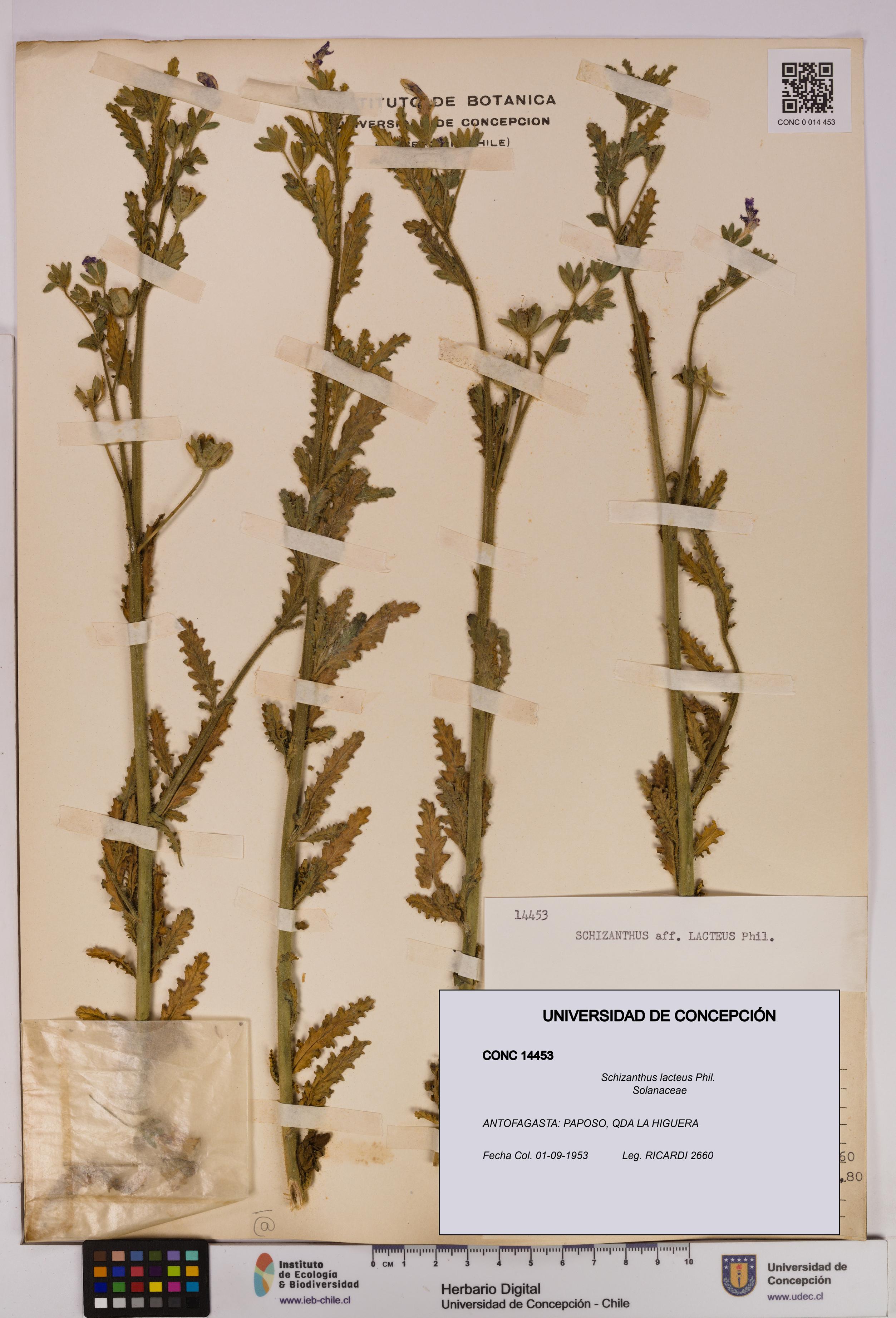 Schizanthus lacteus [Espécimen: UDEC:CONC:0014453]