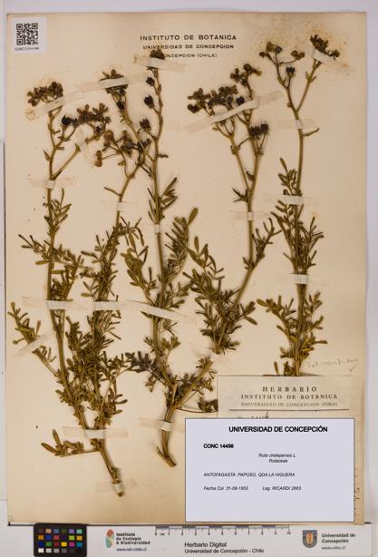 Ruta chalepensis [Espécimen: UDEC:CONC:0014456]