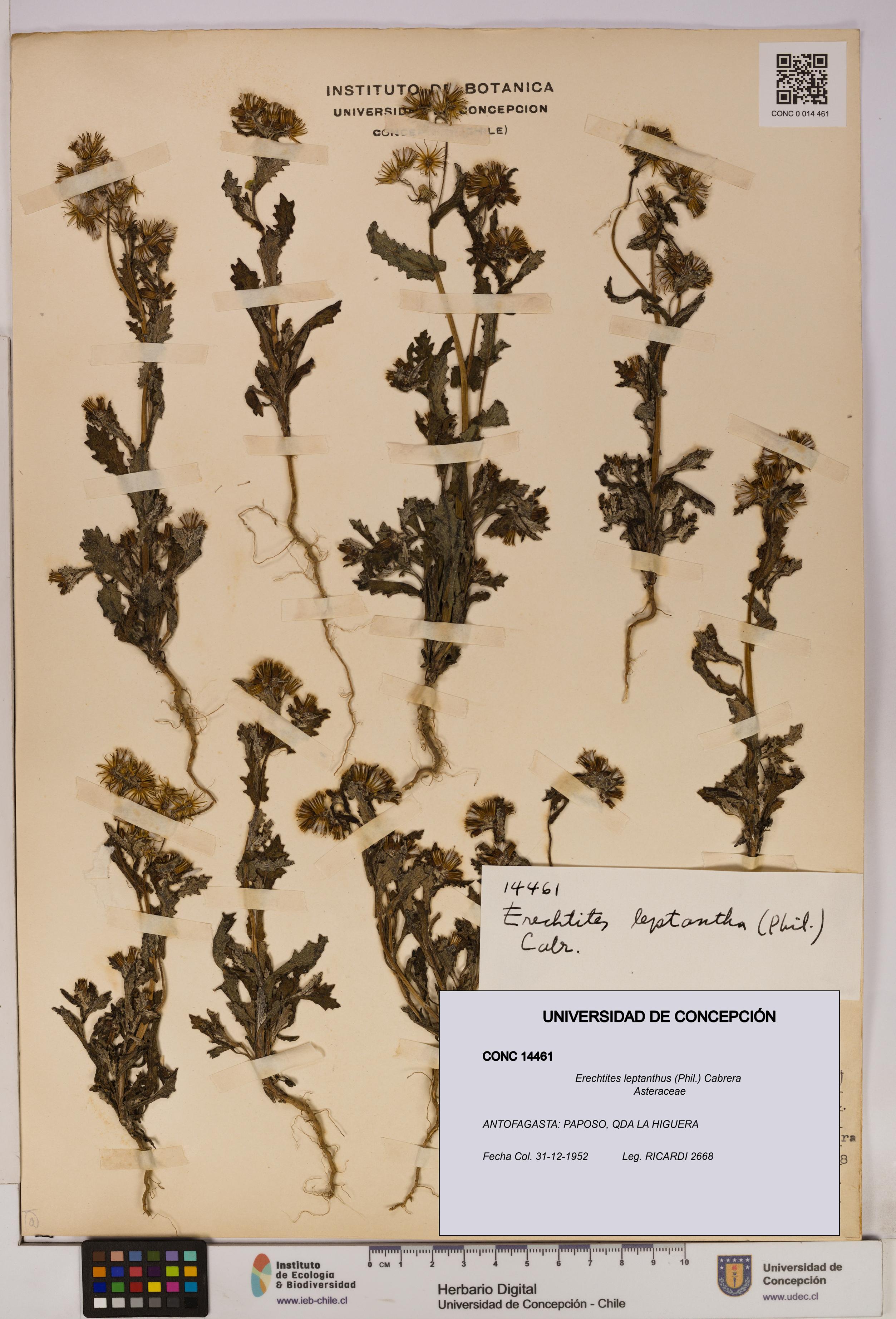 Erechtites leptanthus [Espécimen: ]