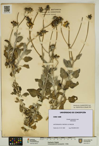 Encelia canescens [Espécimen: UDEC:CONC:0014466]