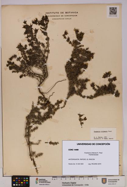 Frankenia chilensis [Espécimen: UDEC:CONC:0014468]