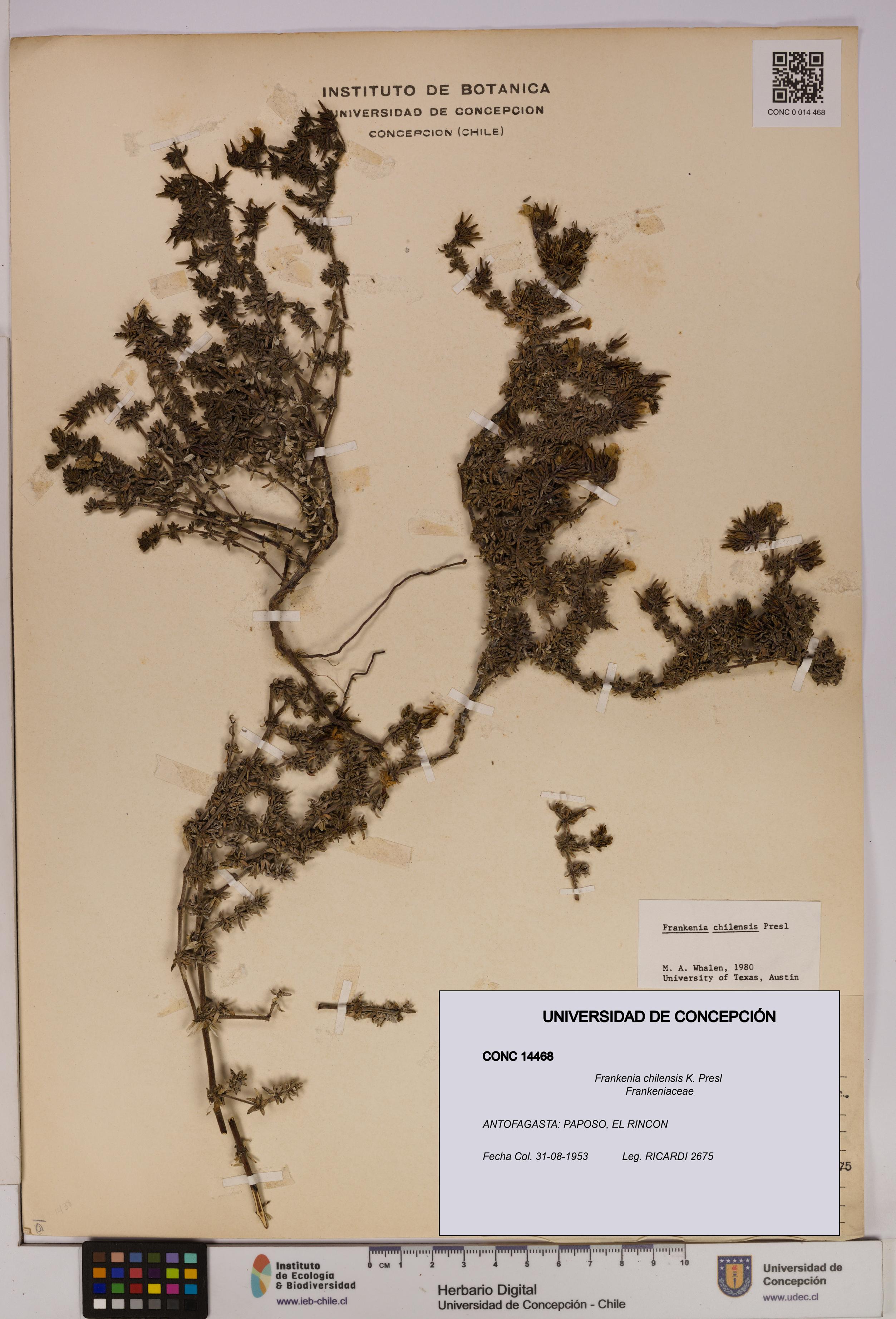 Frankenia chilensis [Espécimen: UDEC:CONC:0014468]