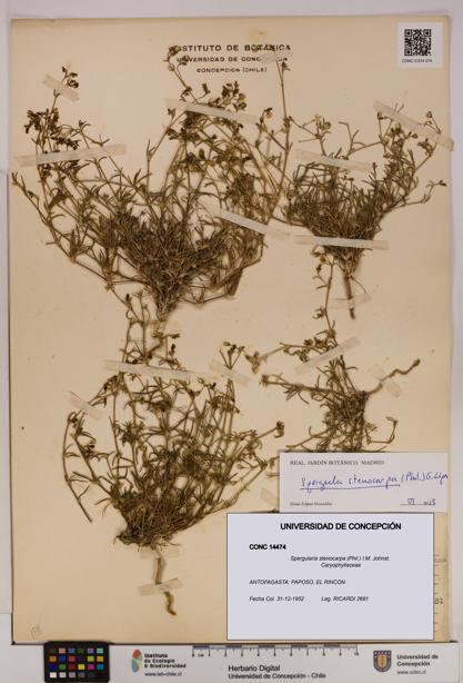 Spergularia stenocarpa [Espécimen: UDEC:CONC:0014474]