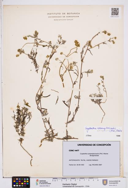 Cryptantha subamplexicaulis [Espécimen: ]