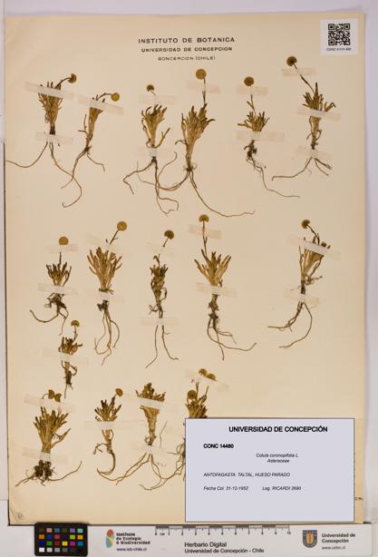 Cotula coronopifolia [Espécimen: UDEC:CONC:0014480]