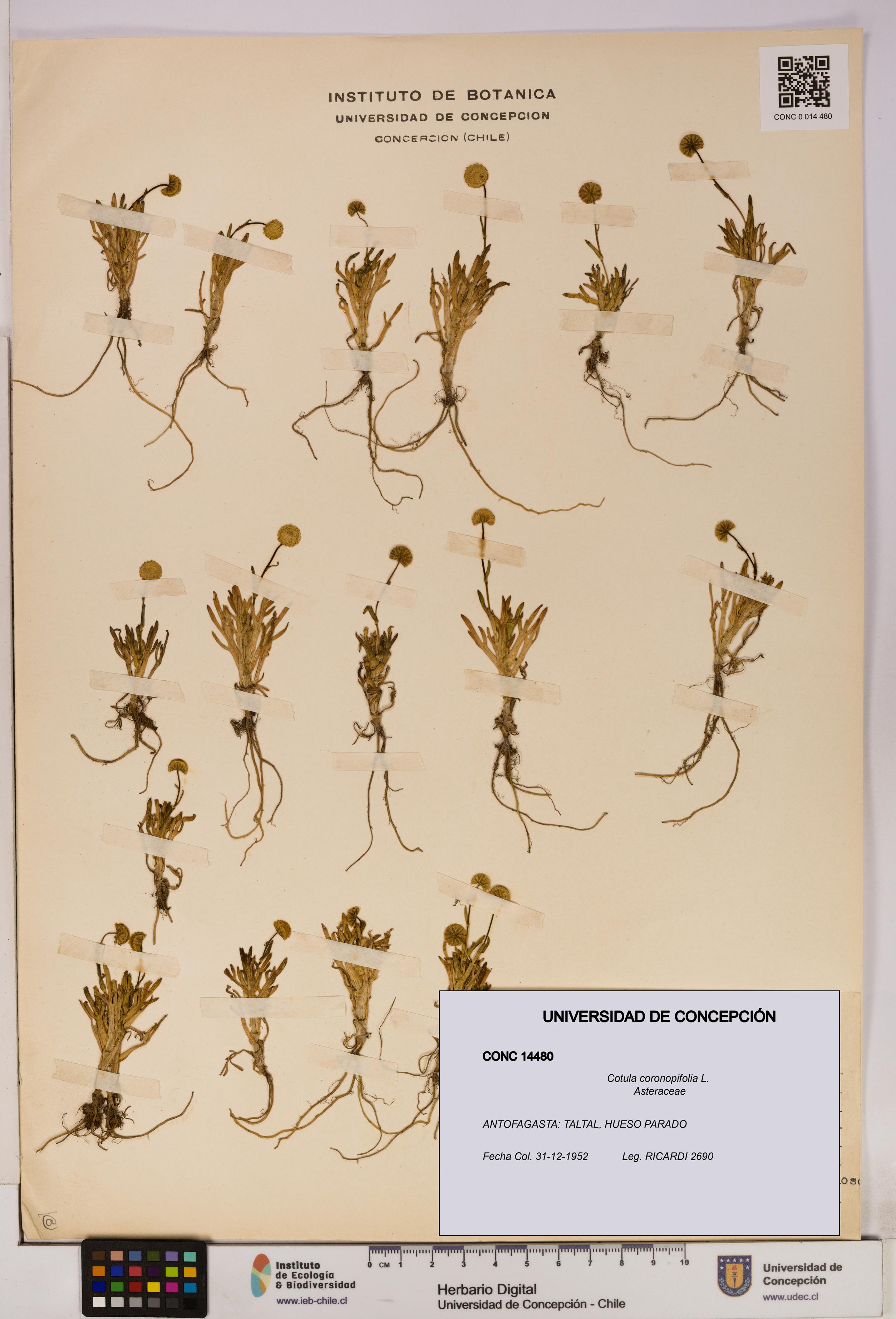 Cotula coronopifolia [Espécimen: UDEC:CONC:0014480]