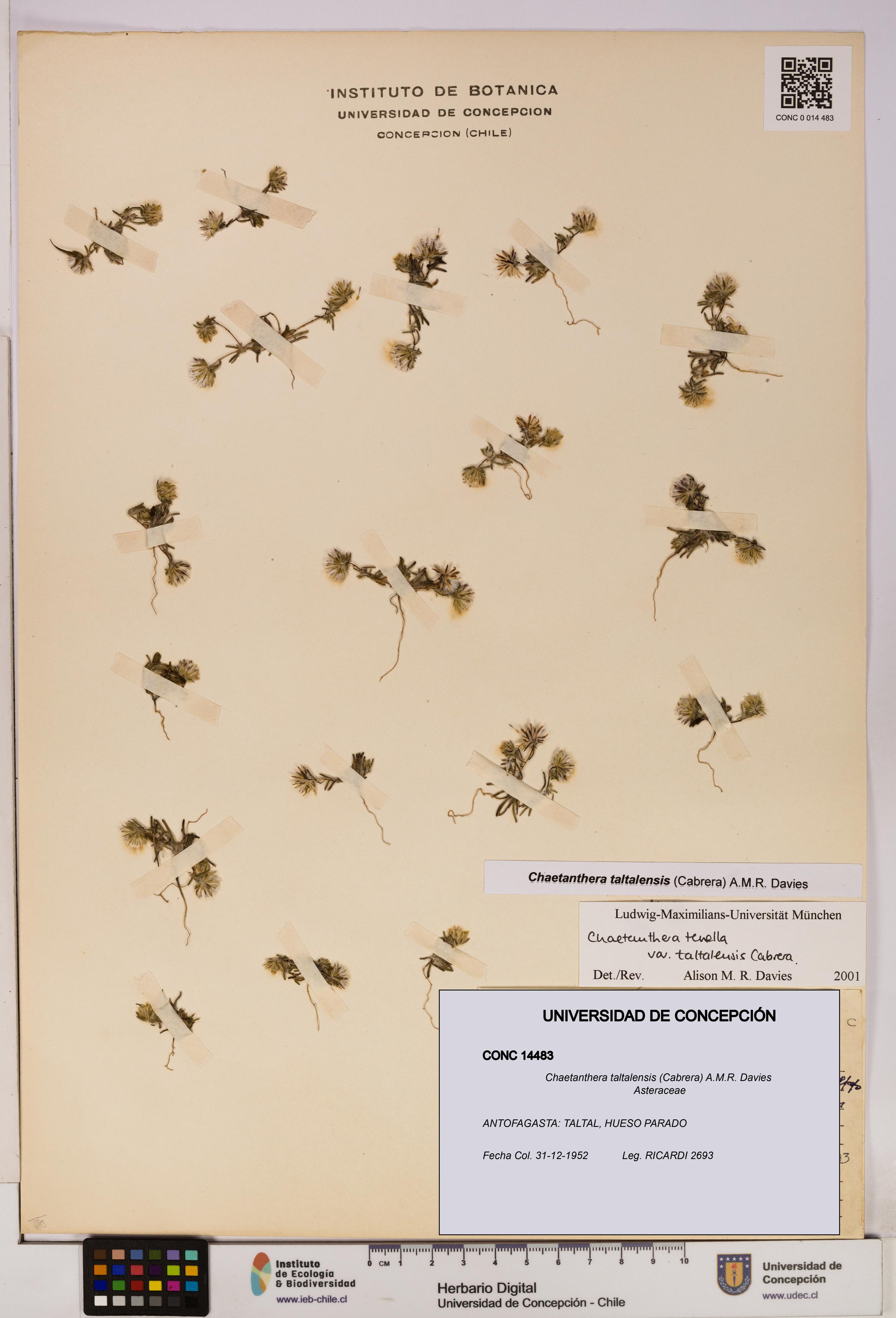 Chaetanthera taltalensis [Espécimen: UDEC:CONC:0014483]