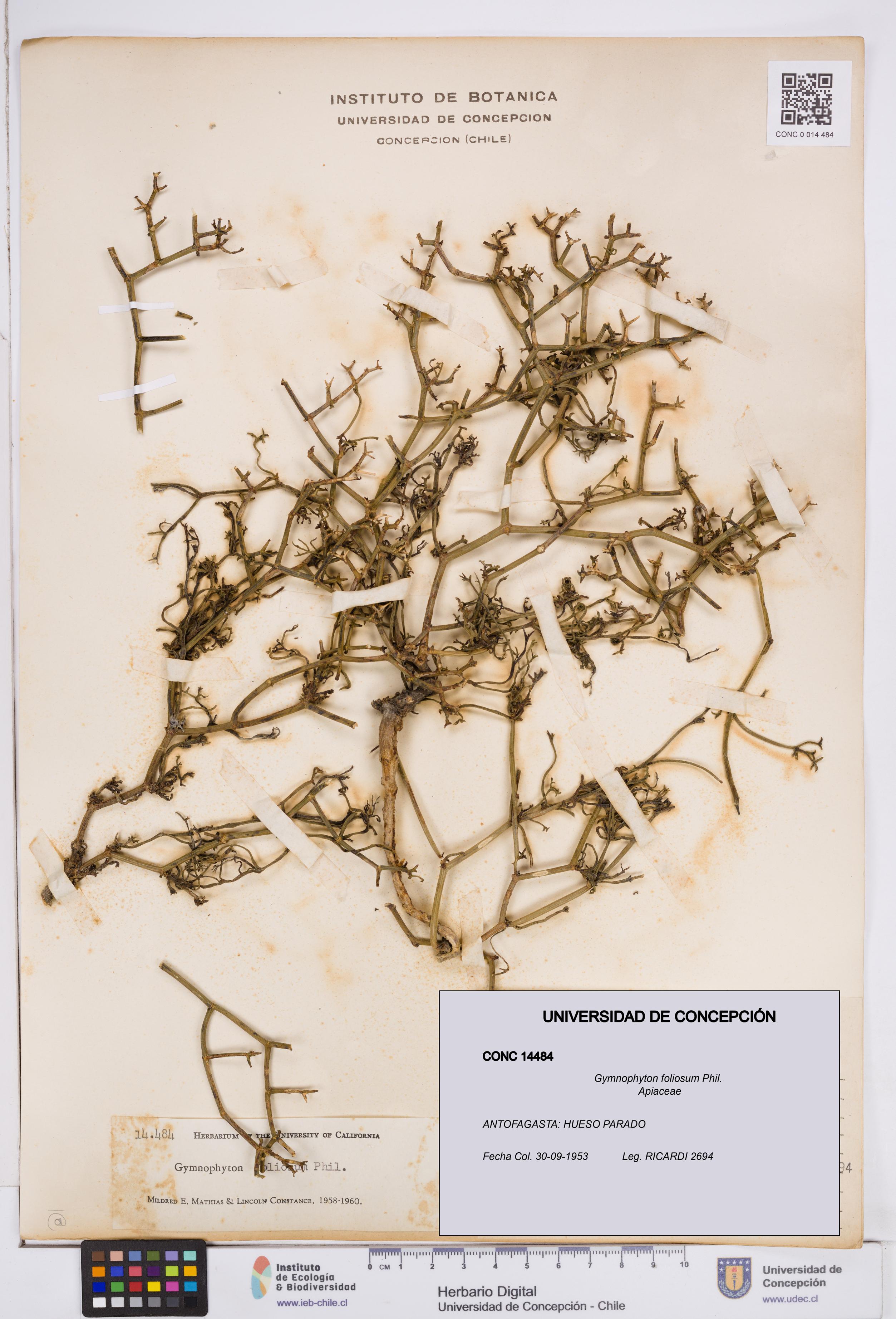 Gymnophyton foliosum [Espécimen: ]
