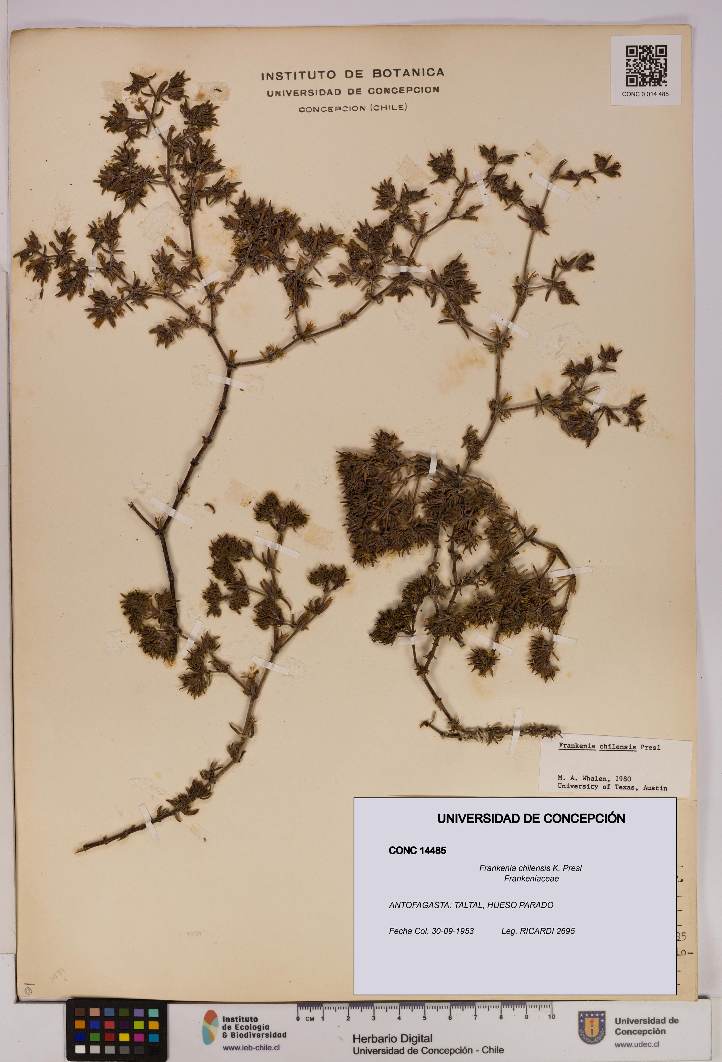 Frankenia chilensis [Espécimen: UDEC:CONC:0014485]