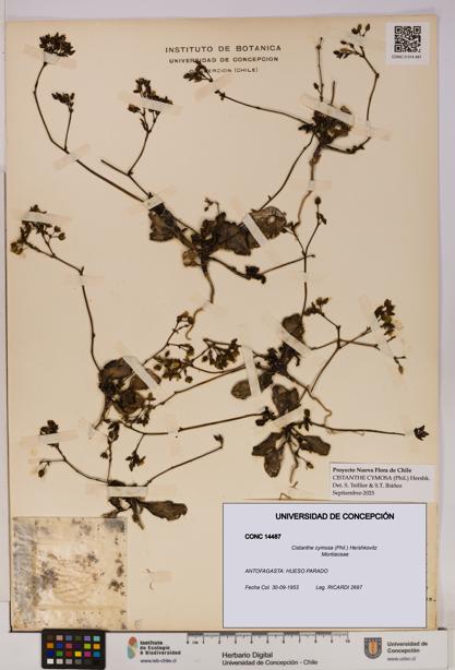 Cistanthe cymosa [Espécimen: UDEC:CONC:0014487]