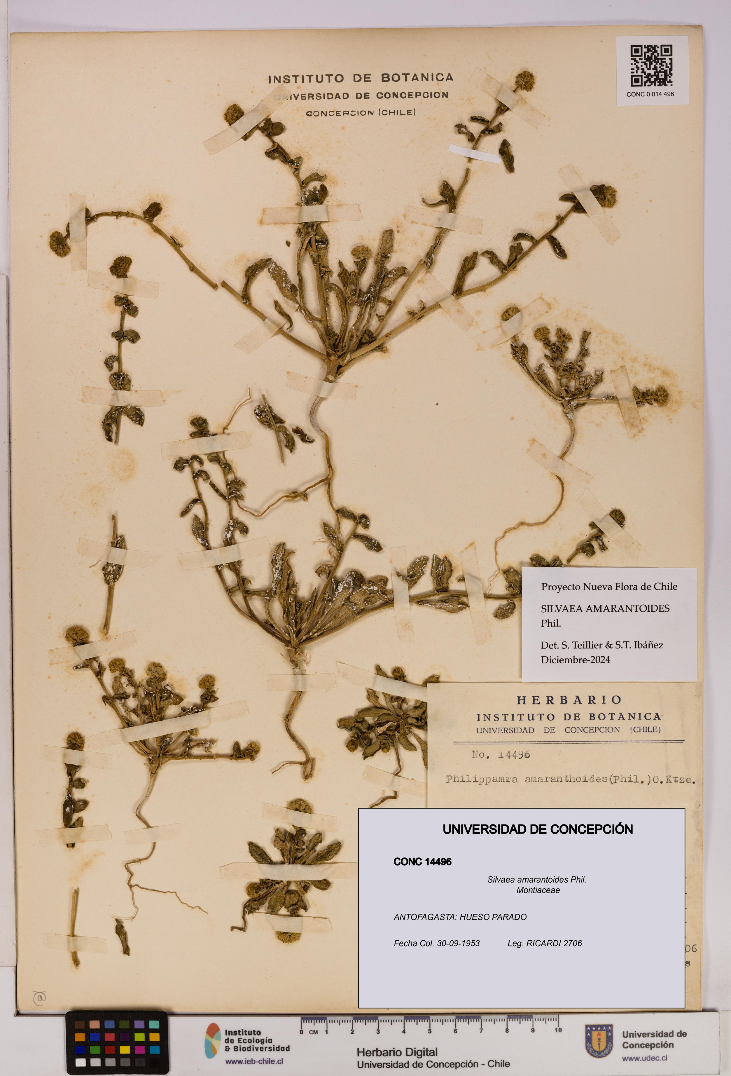 Silvaea amarantoides [Espécimen: UDEC:CONC:0014496]