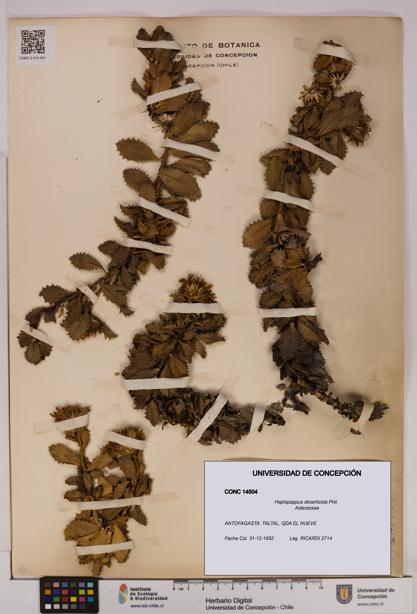 Haplopappus deserticola [Espécimen: UDEC:CONC:0014504]