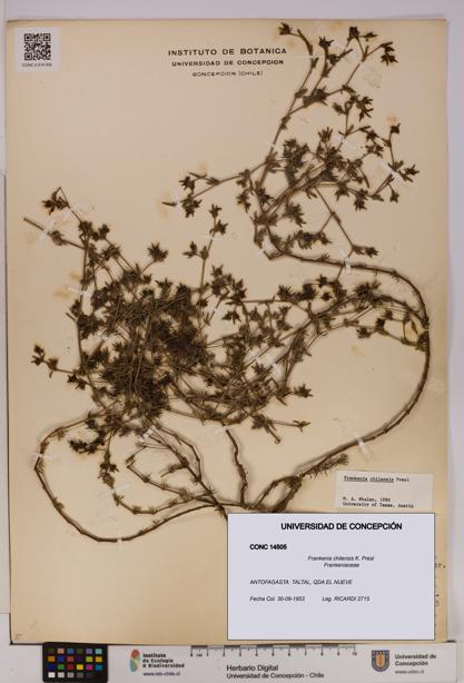 Frankenia chilensis [Espécimen: UDEC:CONC:0014505]
