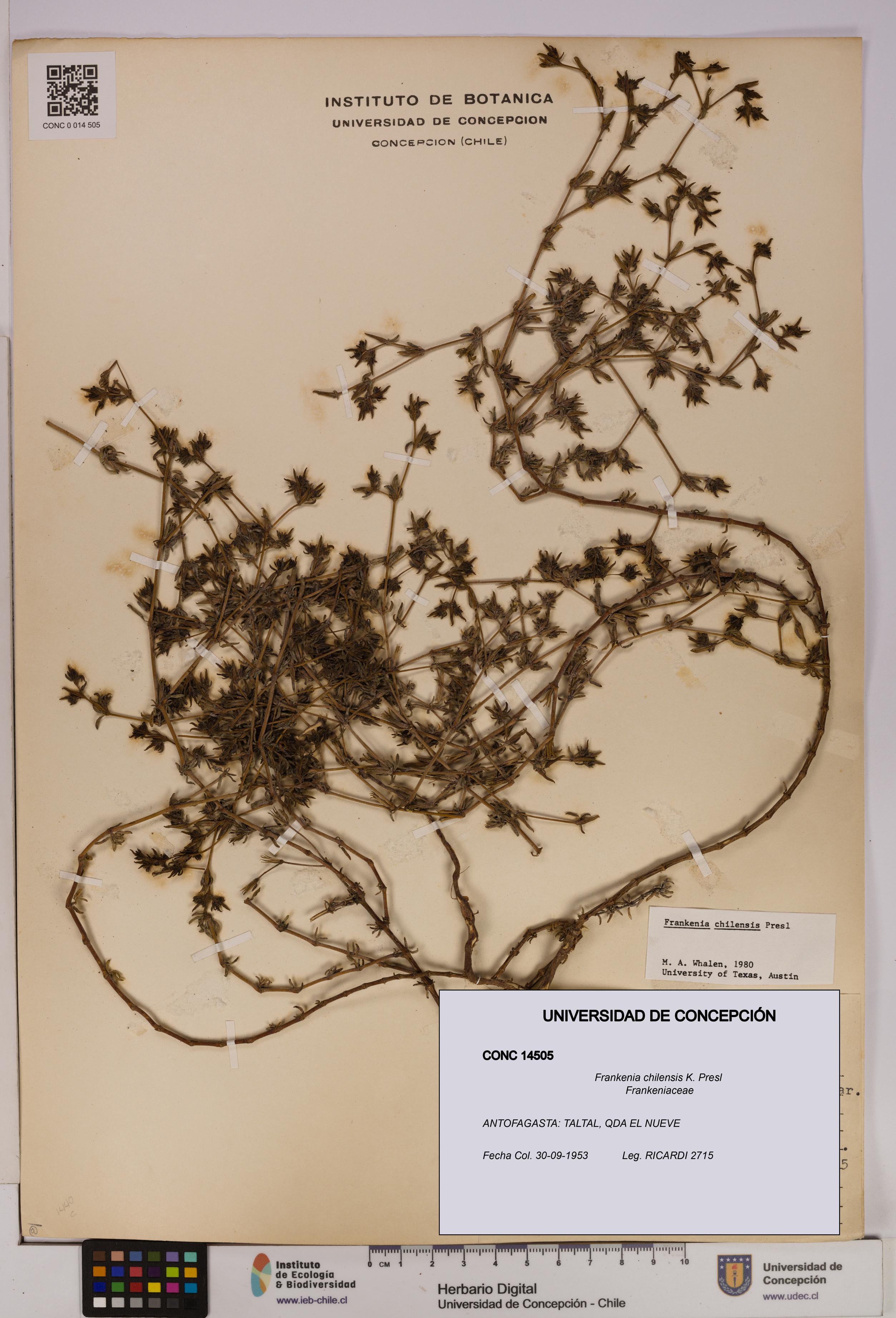 Frankenia chilensis [Espécimen: UDEC:CONC:0014505]