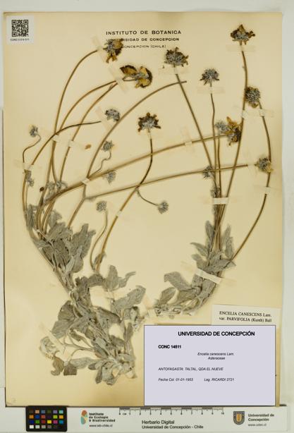 Encelia canescens [Espécimen: UDEC:CONC:0014511]