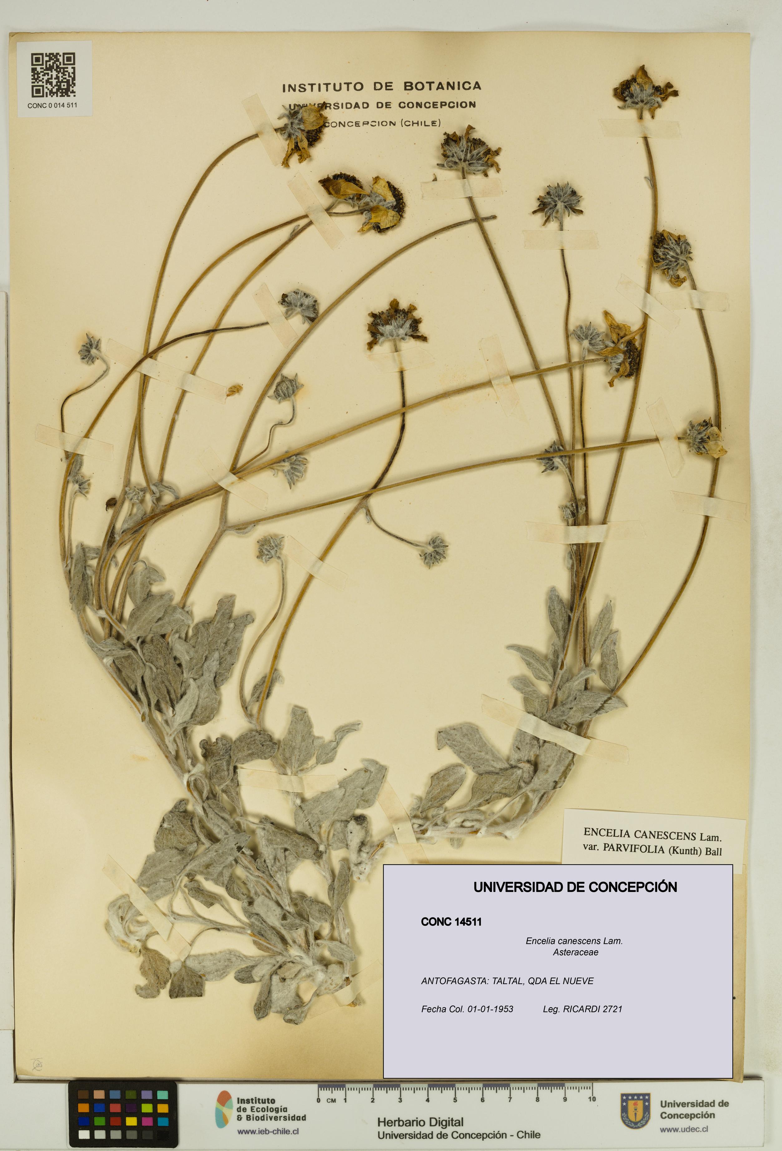 Encelia canescens [Espécimen: UDEC:CONC:0014511]