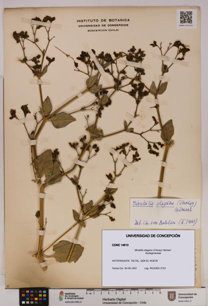 Mirabilis elegans [Espécimen: UDEC:CONC:0014513]