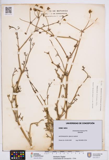 Eremocharis fruticosa [Espécimen: ]