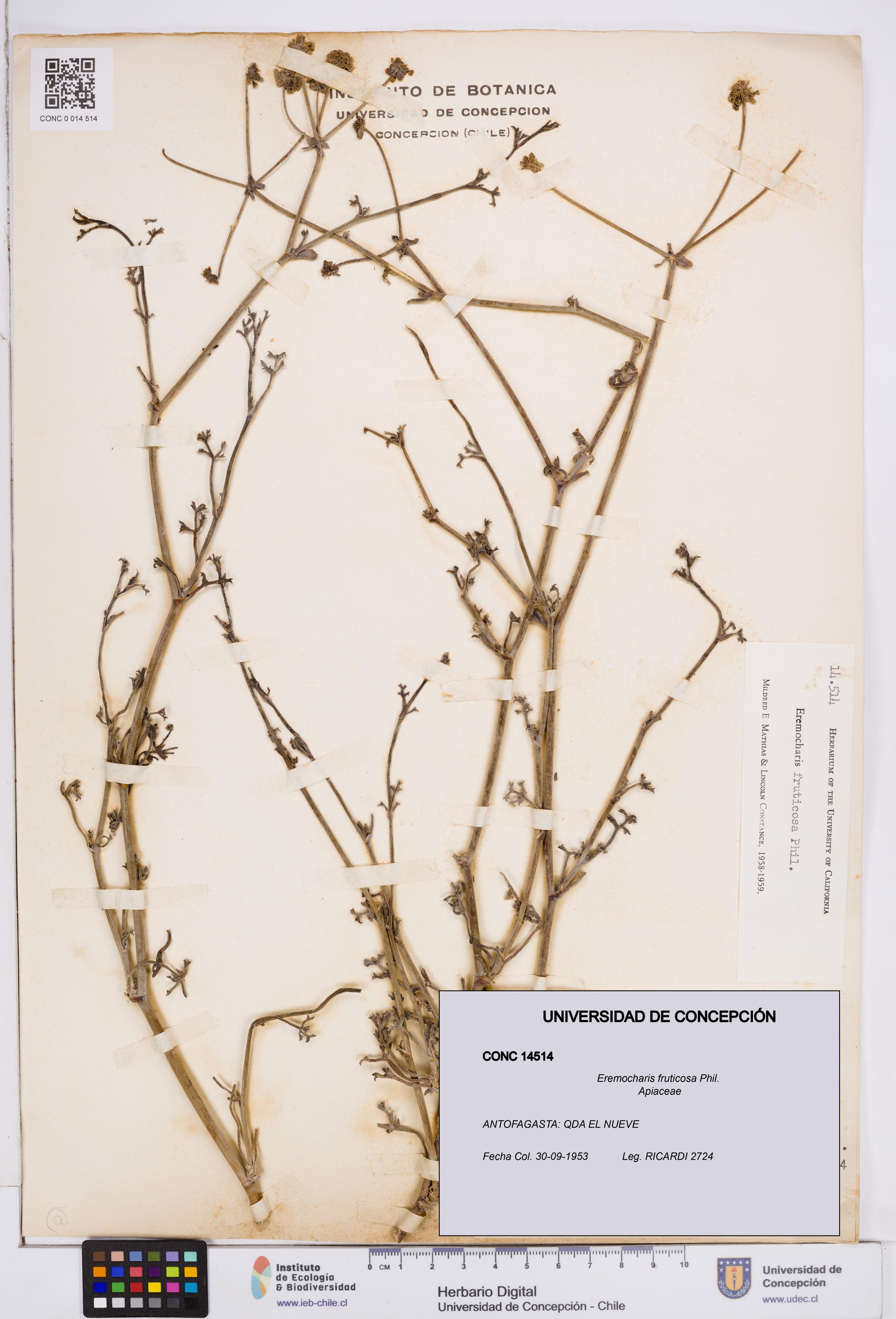 Eremocharis fruticosa [Espécimen: ]