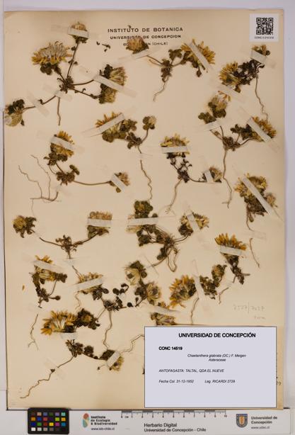 Chaetanthera glabrata [Espécimen: UDEC:CONC:0014519]