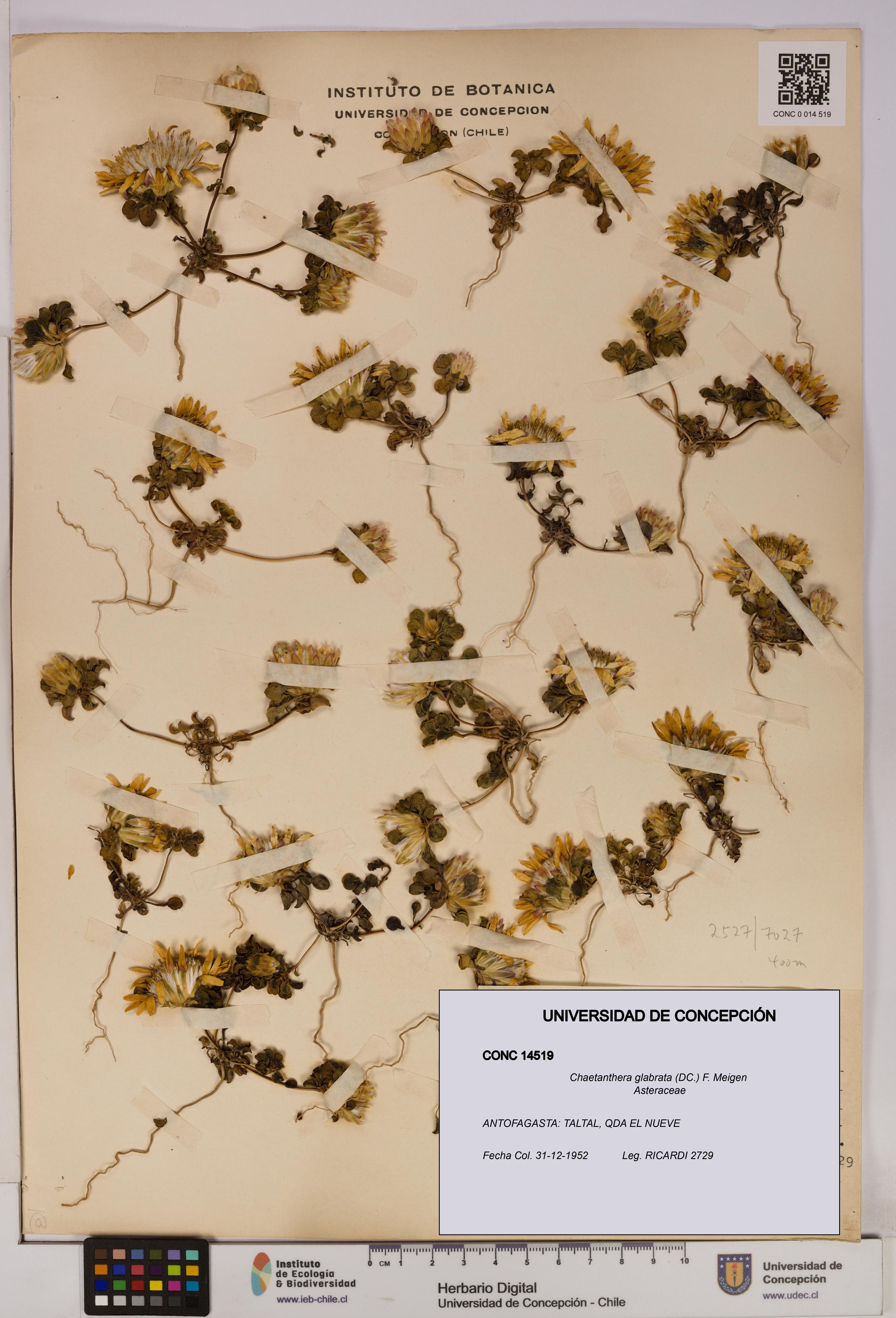 Chaetanthera glabrata [Espécimen: UDEC:CONC:0014519]