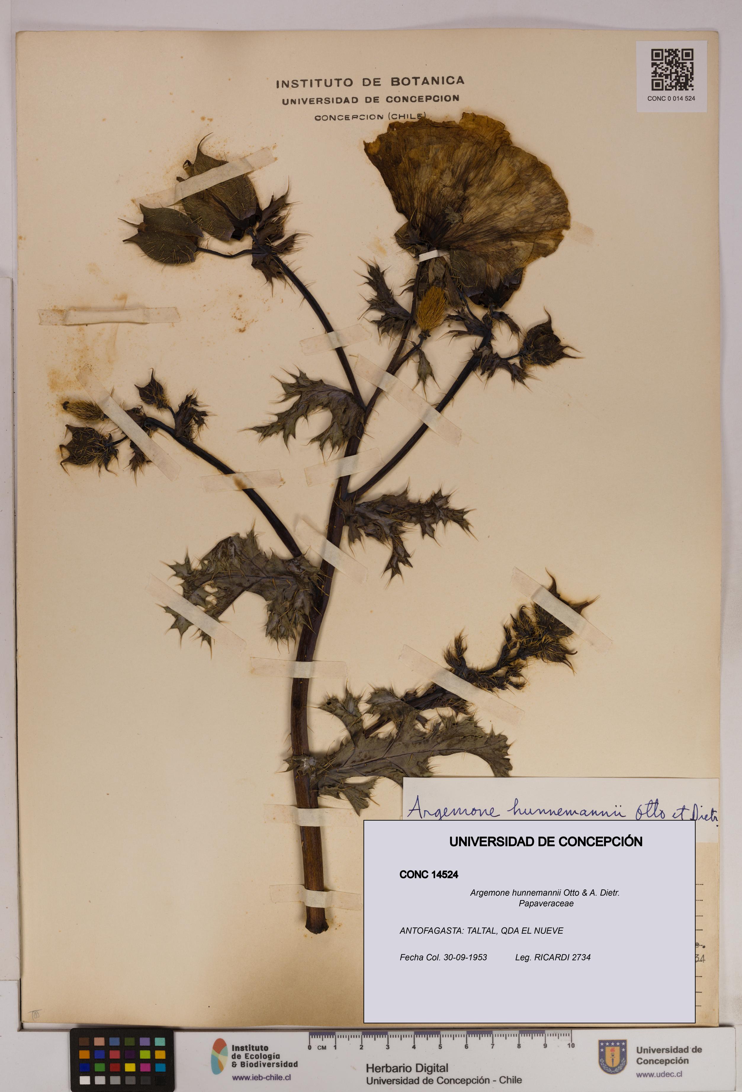Argemone hunnemannii [Espécimen: UDEC:CONC:0014524]