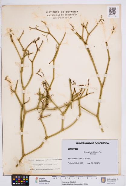 Gymnophyton foliosum [Espécimen: ]