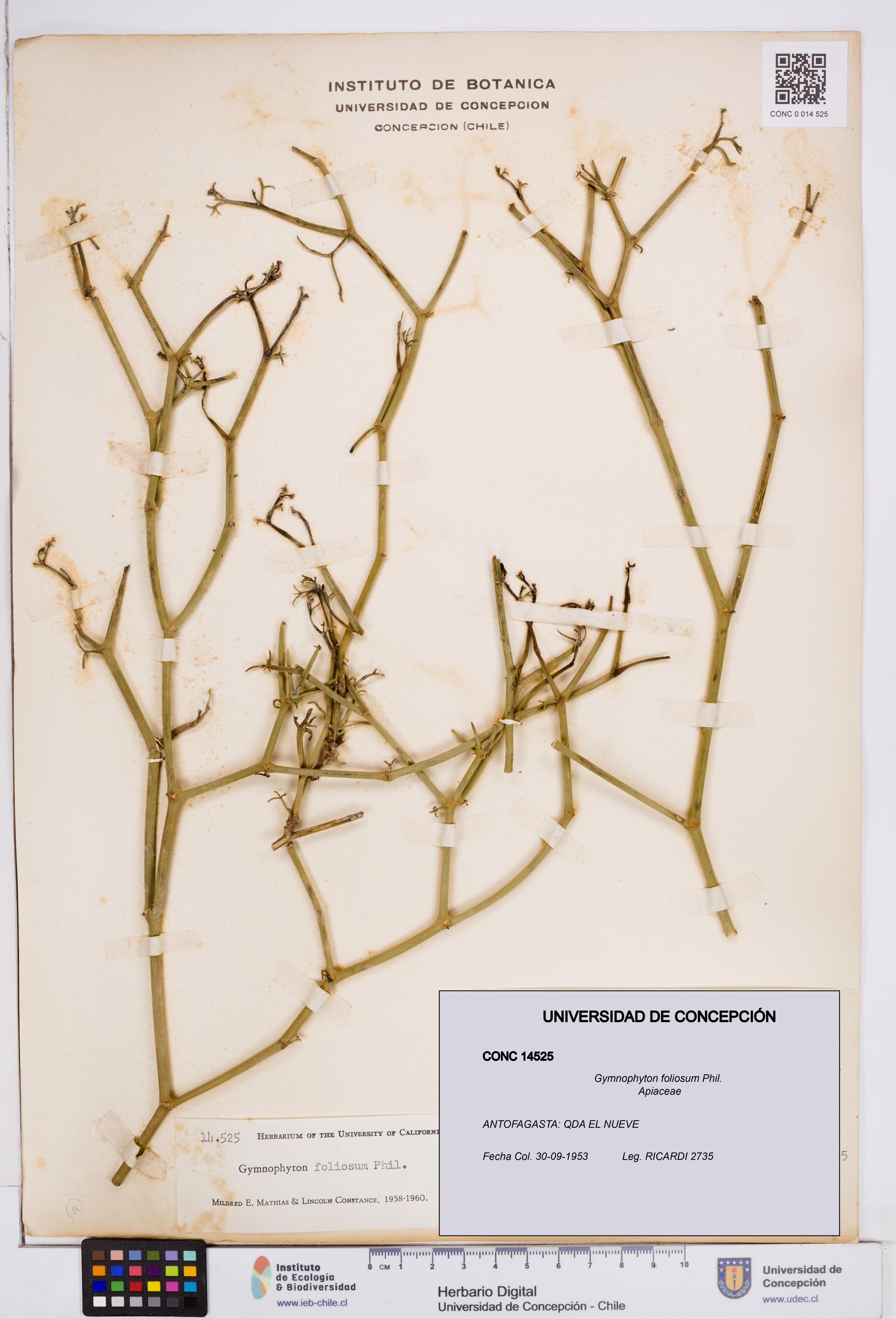Gymnophyton foliosum [Espécimen: ]