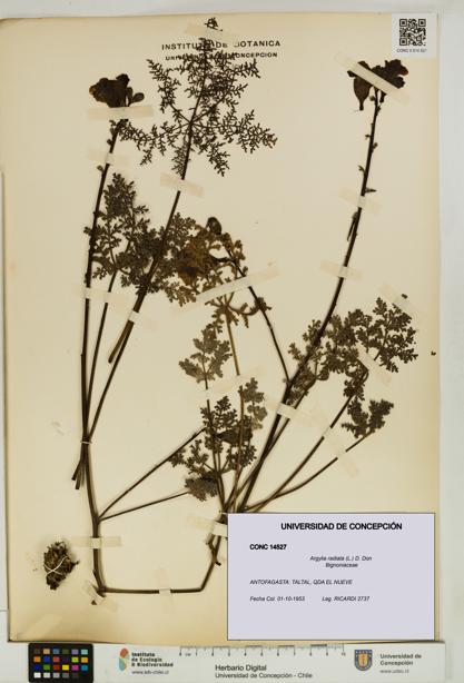 Argylia radiata [Espécimen: UDEC:CONC:0014527]