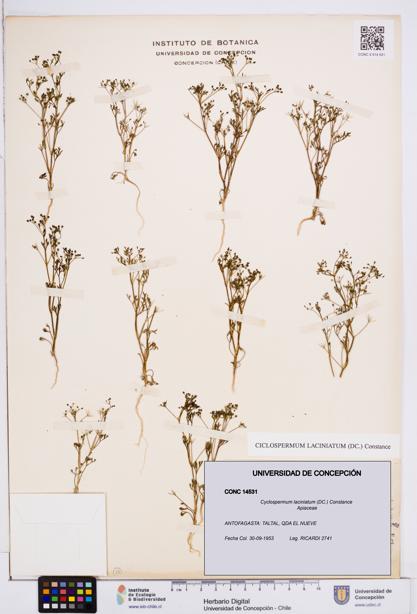 Cyclospermum laciniatum [Espécimen: ]
