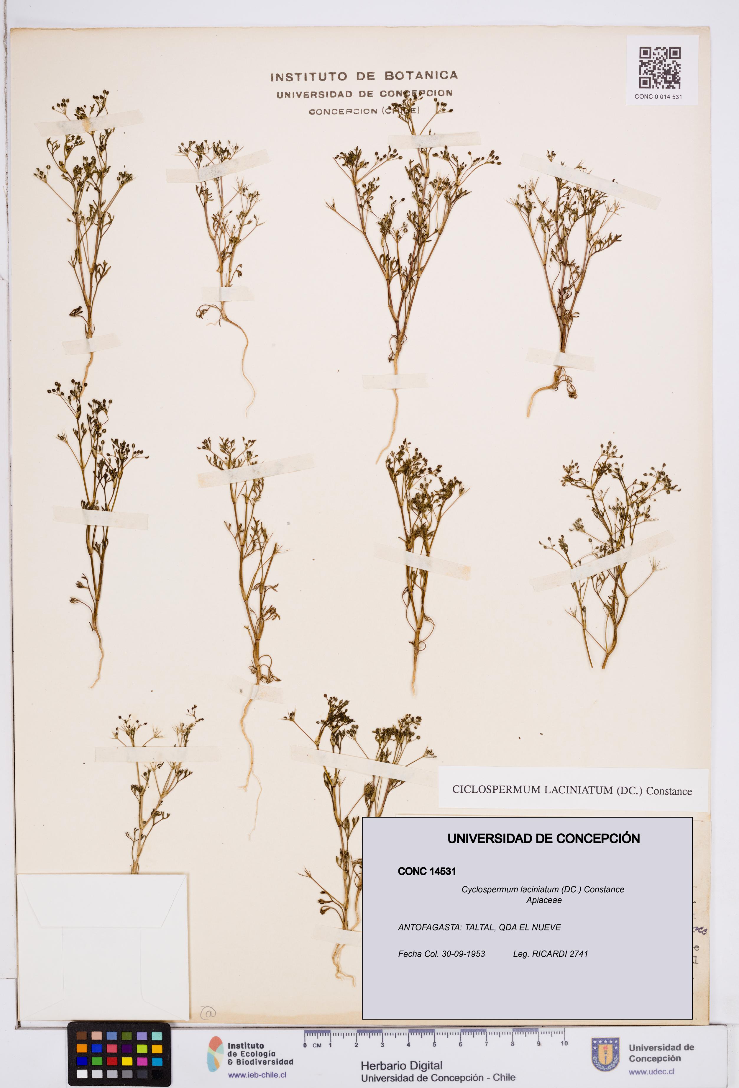 Cyclospermum laciniatum [Espécimen: ]