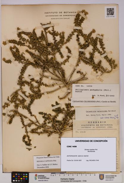 Silvaea capitata [Espécimen: UDEC:CONC:0014536]