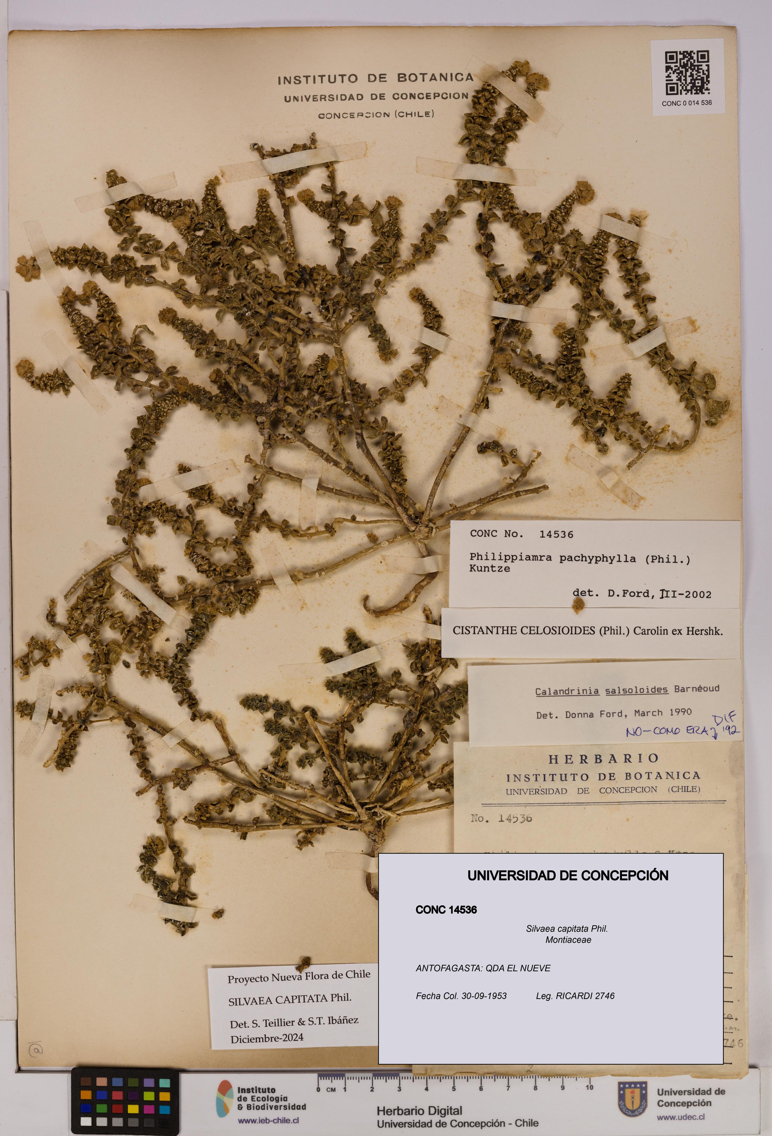 Silvaea capitata [Espécimen: UDEC:CONC:0014536]