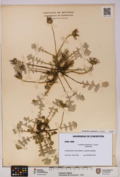 Arctotheca calendula [Espécimen: UDEC:CONC:0014538]