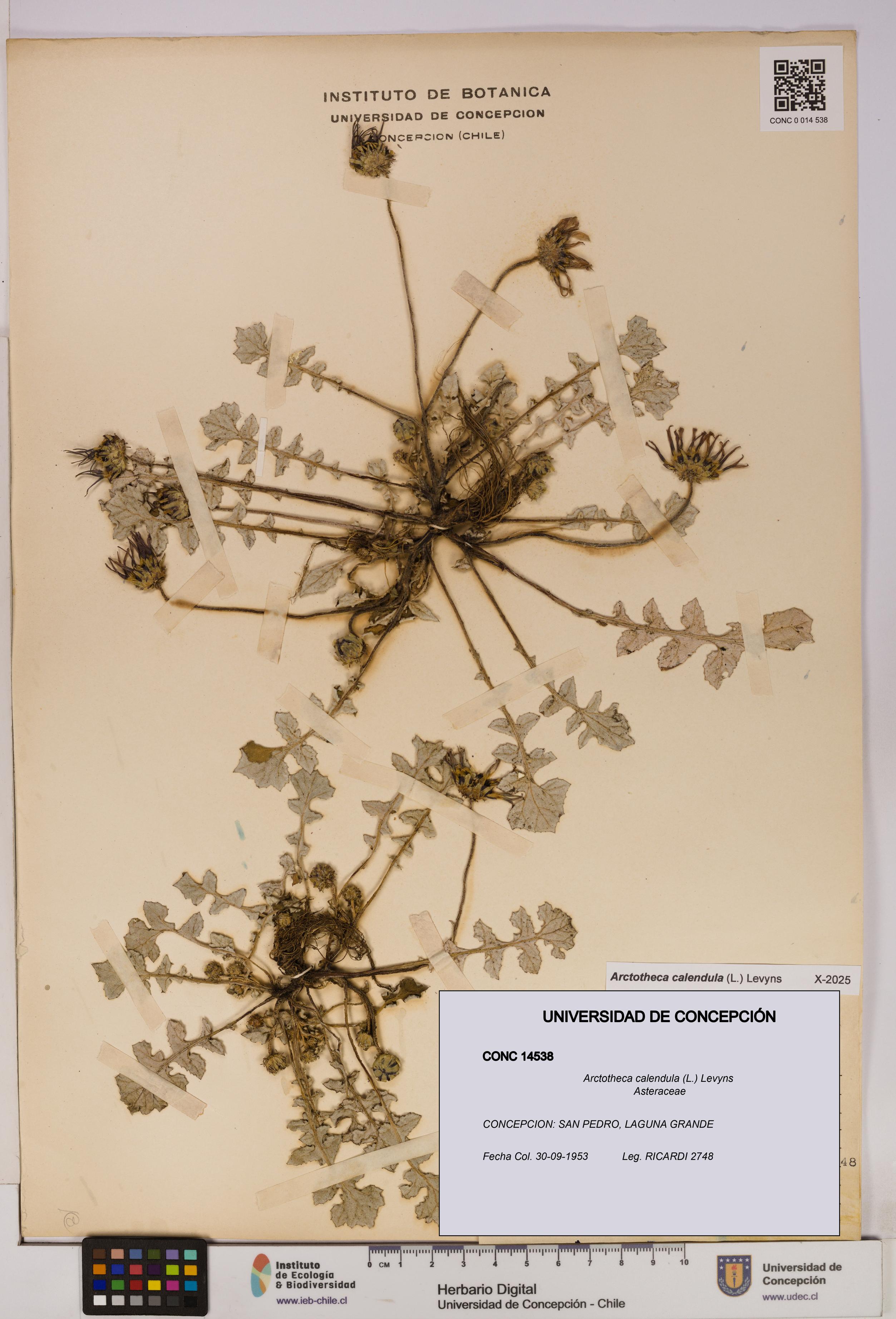 Arctotheca calendula [Espécimen: UDEC:CONC:0014538]